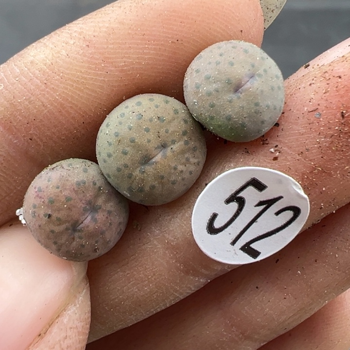 512号11111111111111111