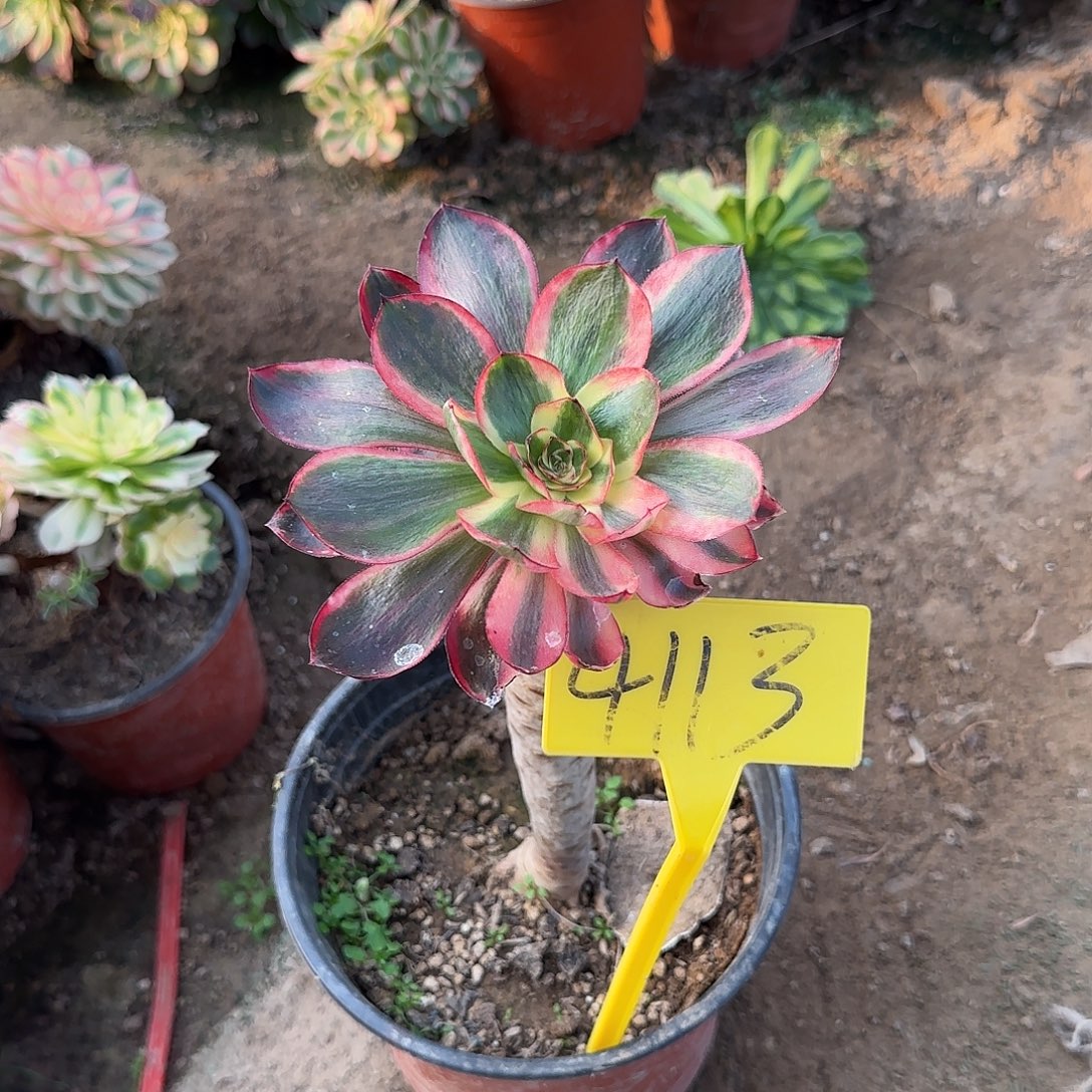 4113---多头多肉植物