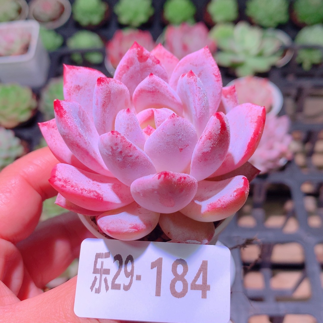 乐然29-184 橙梦露 