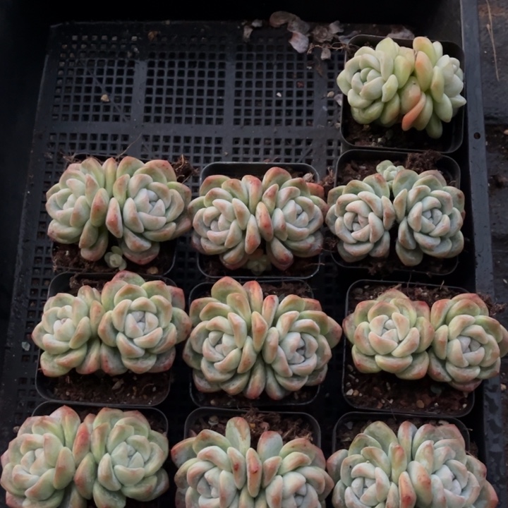 冰玉多肉七方盆一组10个1号