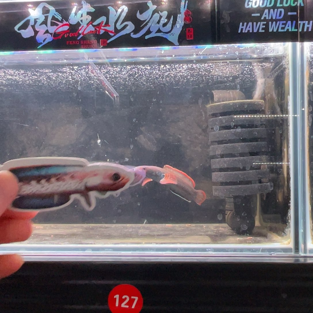 浩***泽海水nb血斑福利价