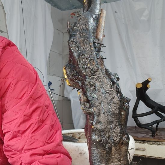 灰***哥无花朵一个一个一个一个一个