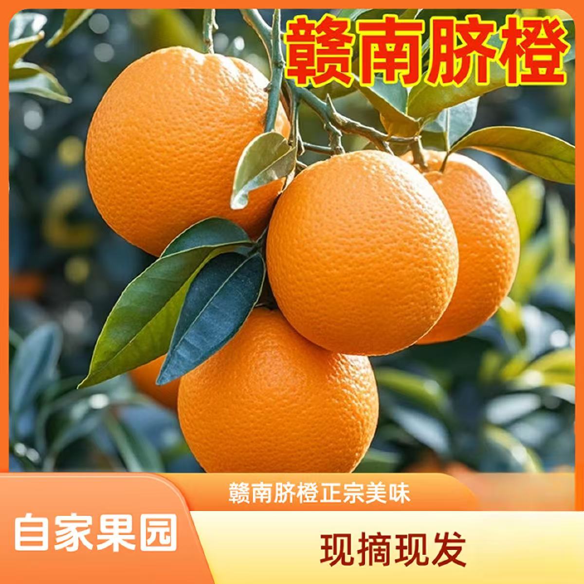 【赣南脐橙】正宗赣南脐橙自家果园现摘现发当季水果新鲜产地直发