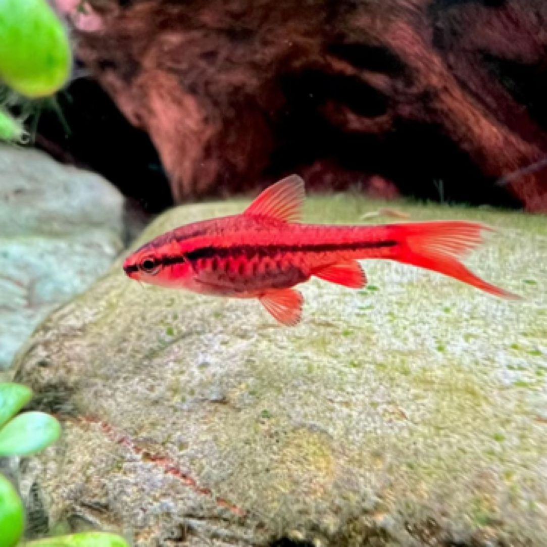 明天小鱼灯鱼大号长尾樱桃灯中层草缸小型观赏淡水群游热带鱼