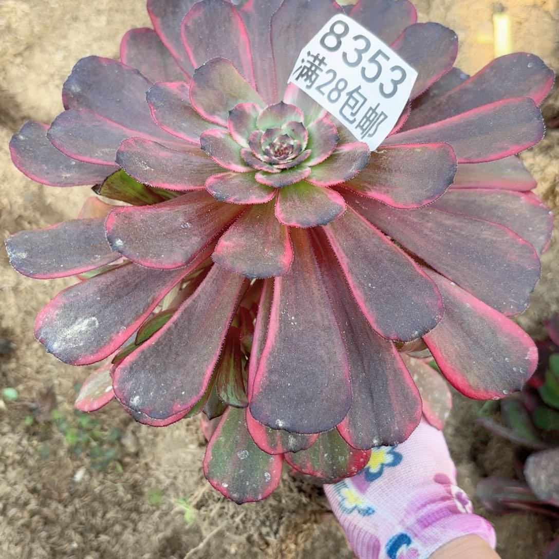 G. 8353。火烧云多肉