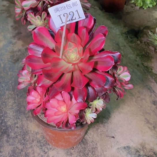 221美杜莎多肉植物