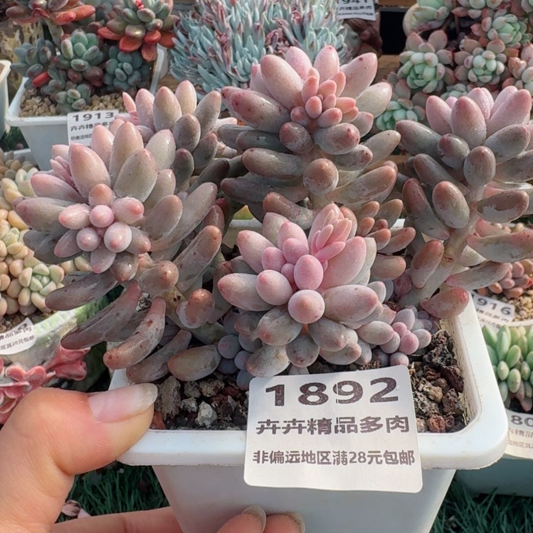1892一物一拍（满28包邮）