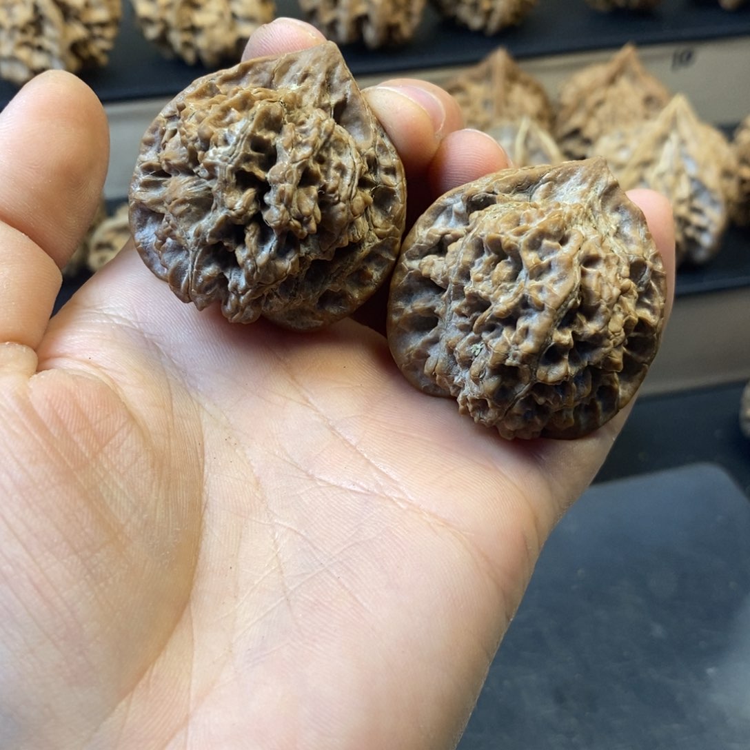 桃核吊坠秦岭薄楞官帽38