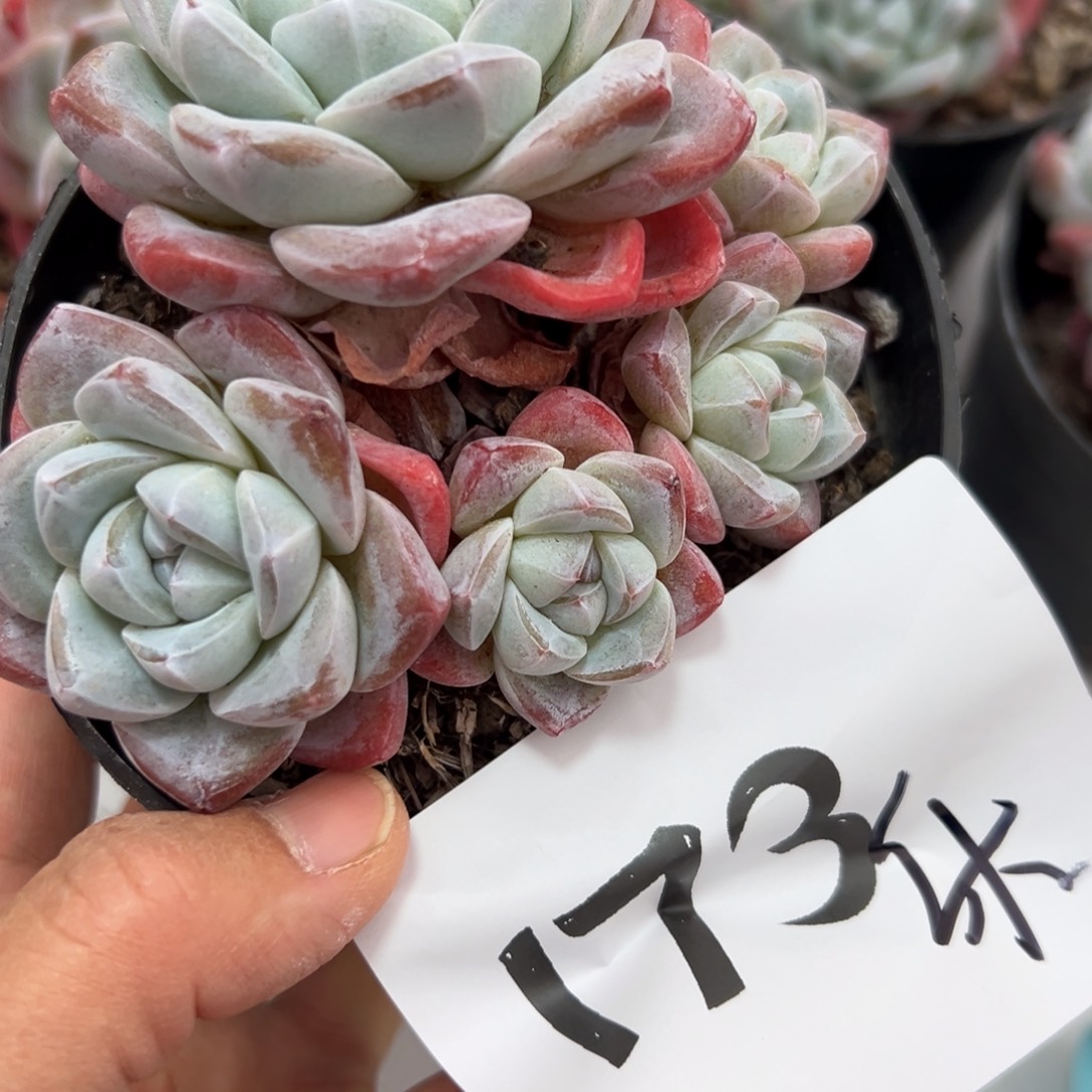 知****173？吃vv吧吧吧吧你