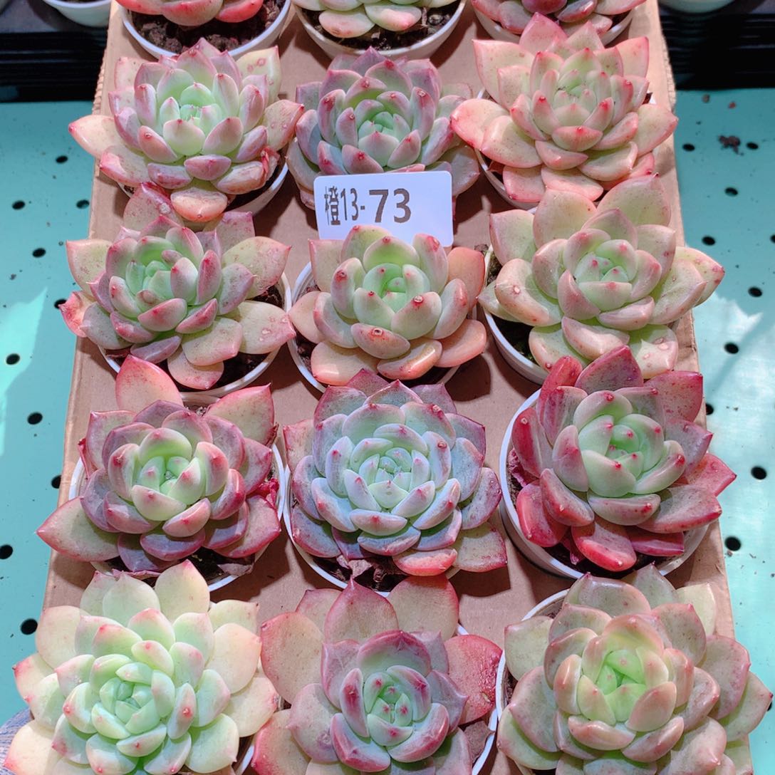 13-73一物一拍多肉带盆18颗