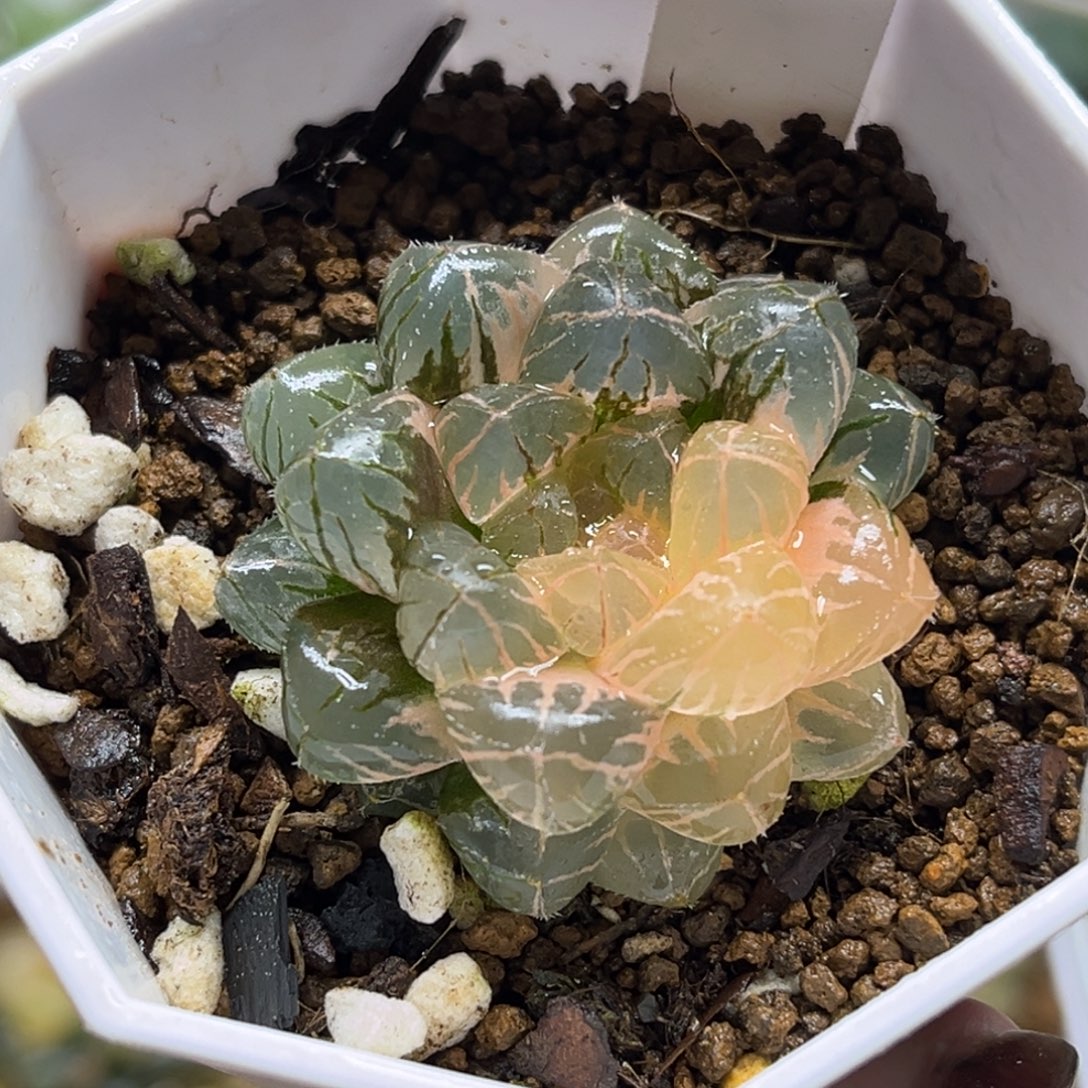 102緋桃玉露锦小糊福利专场