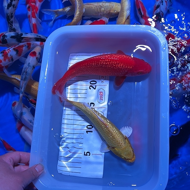 海水鱼锦鲤的繁殖方式