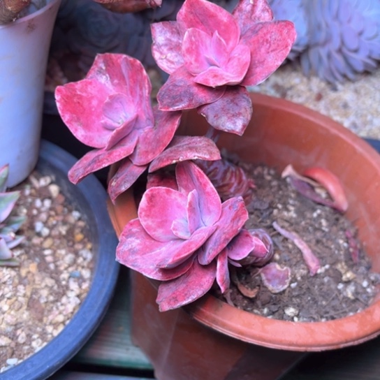 梅*?多肉植物的植物