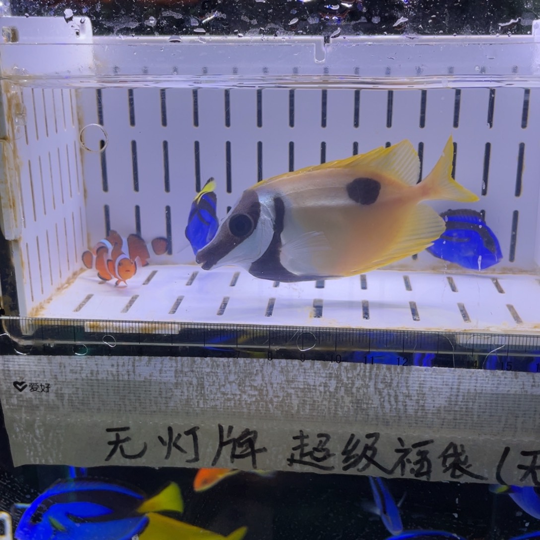 海水鱼鱼1111114111