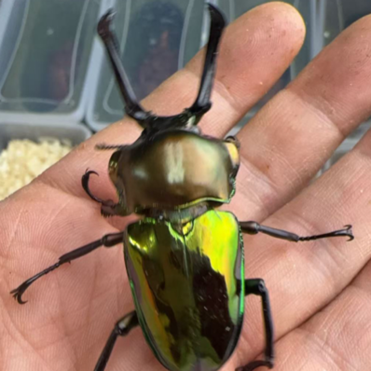 彩虹锹甲 成虫活体（5号）60mm