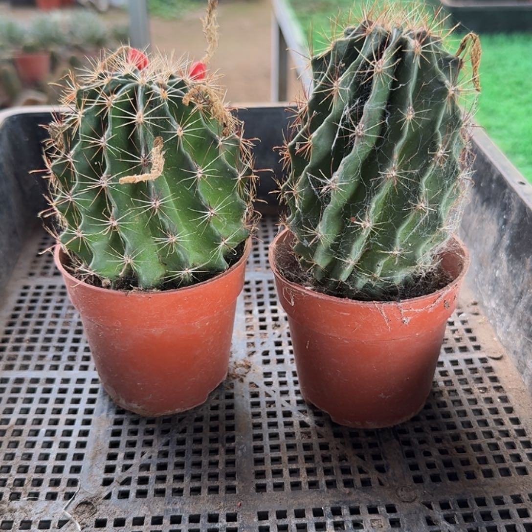 平***梅龙王仙人球两颗开花美