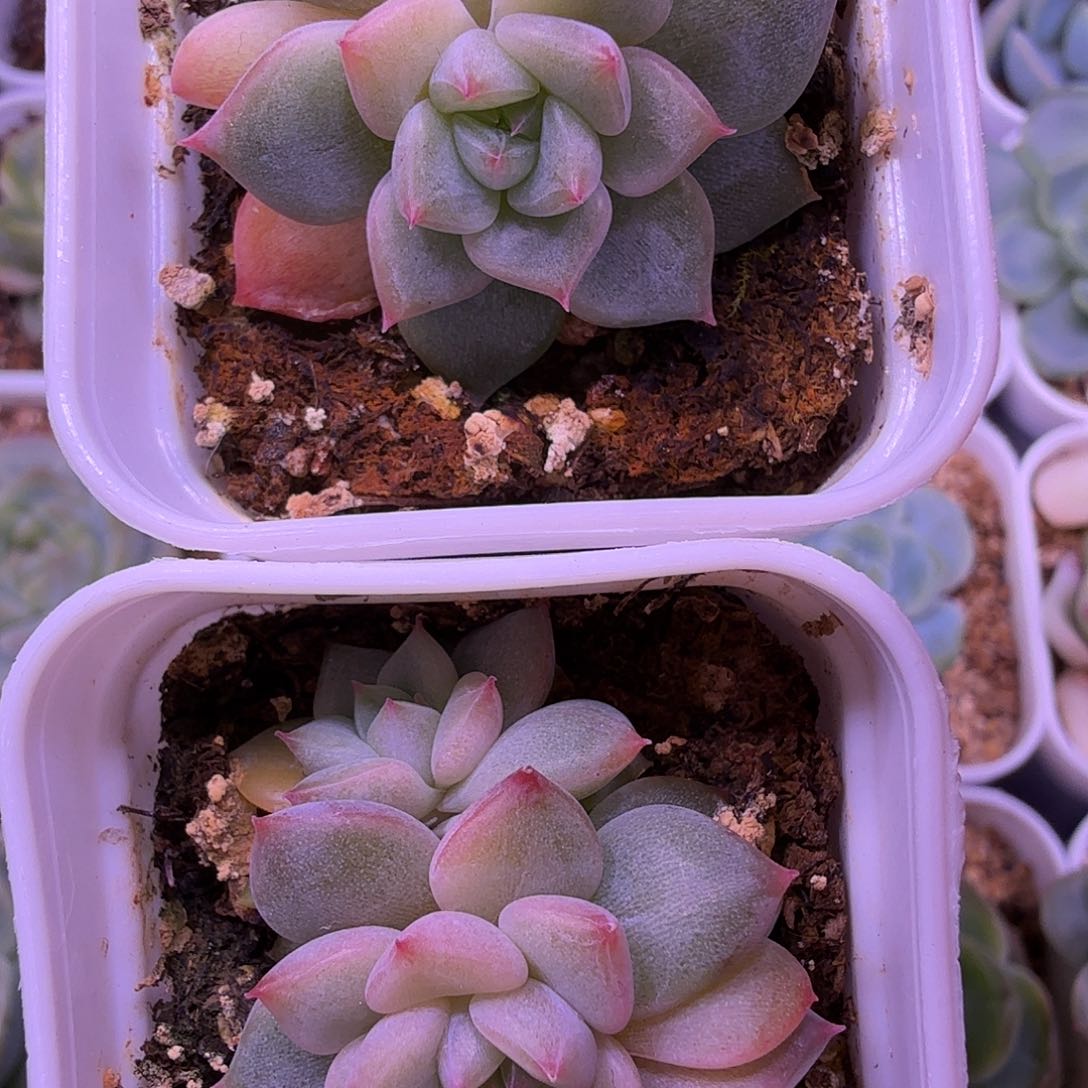 月恒2颗一物一拍