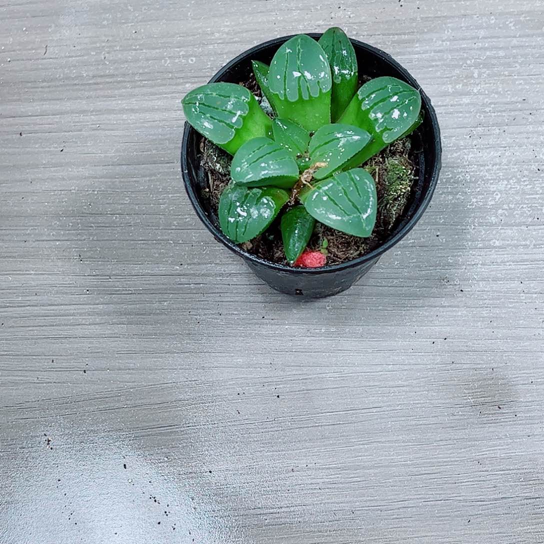 翠虎寿玉露一勿一拍