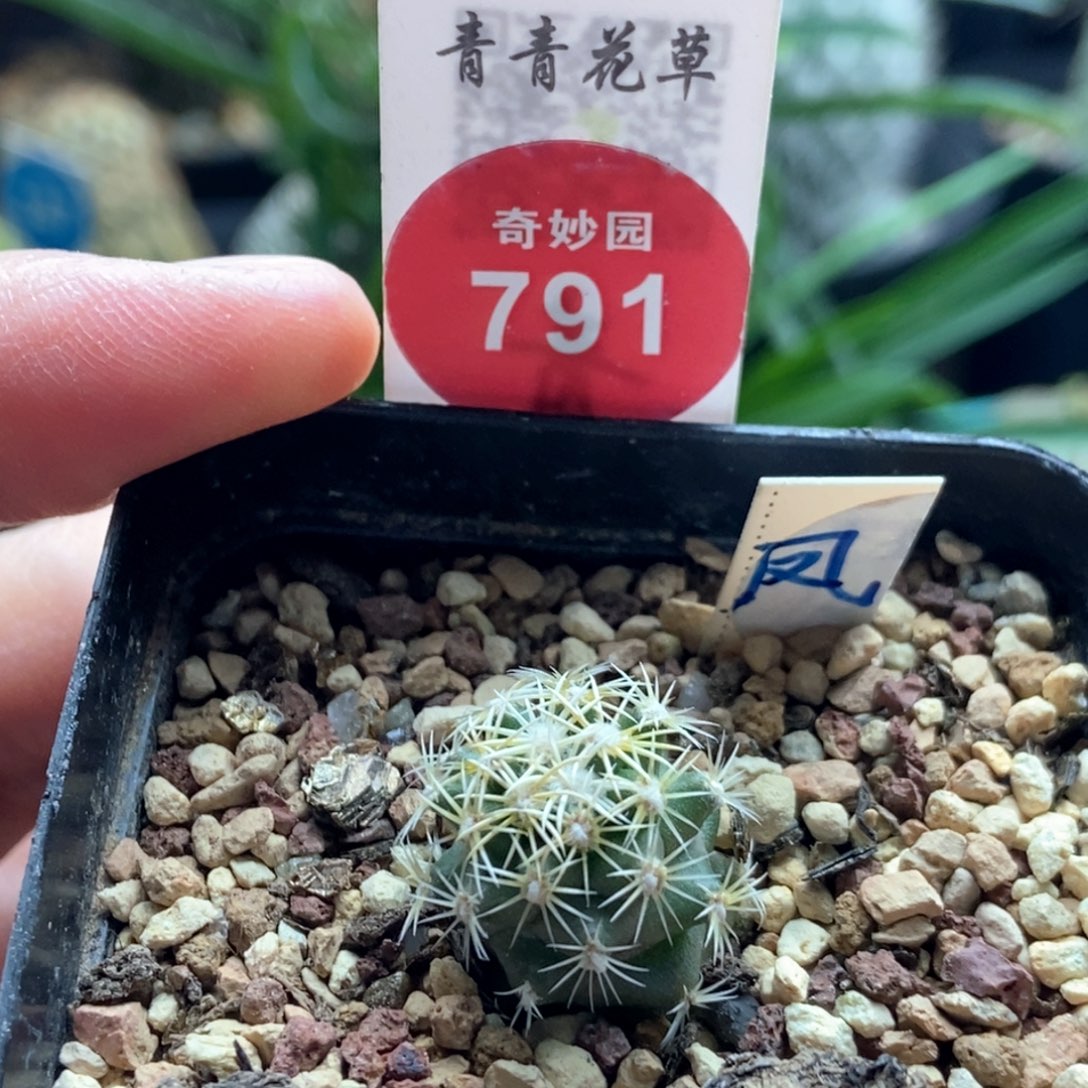 实生顶花凤舞1.7cm