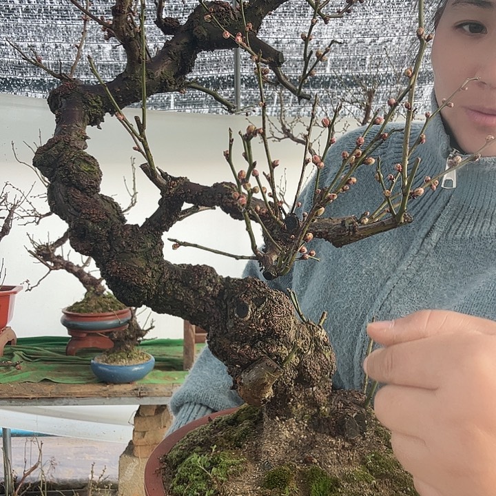 理***朵龙游梅花老桩精品梅花