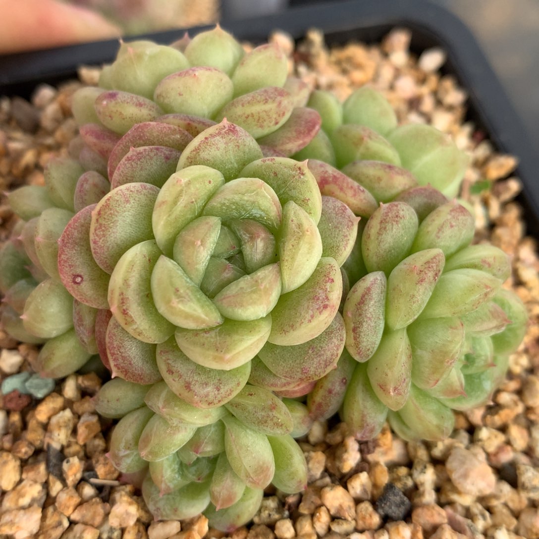 0210-08 白玉珍妮