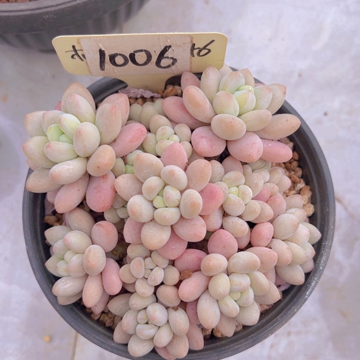 健健康康平平安安