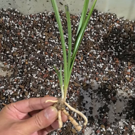 完全开放缤纷红素引种