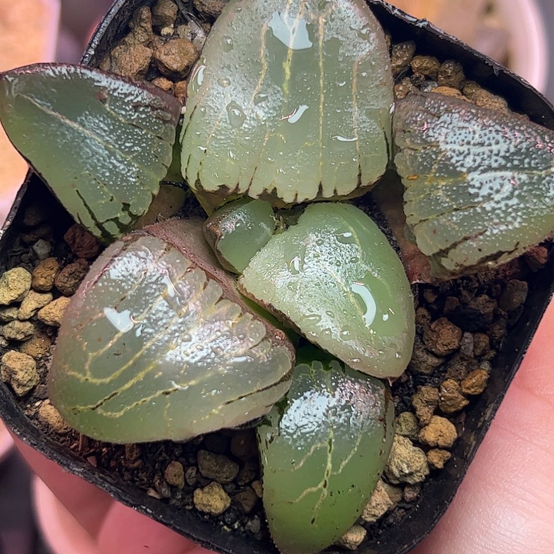 糯阿巨大化十二卷多肉