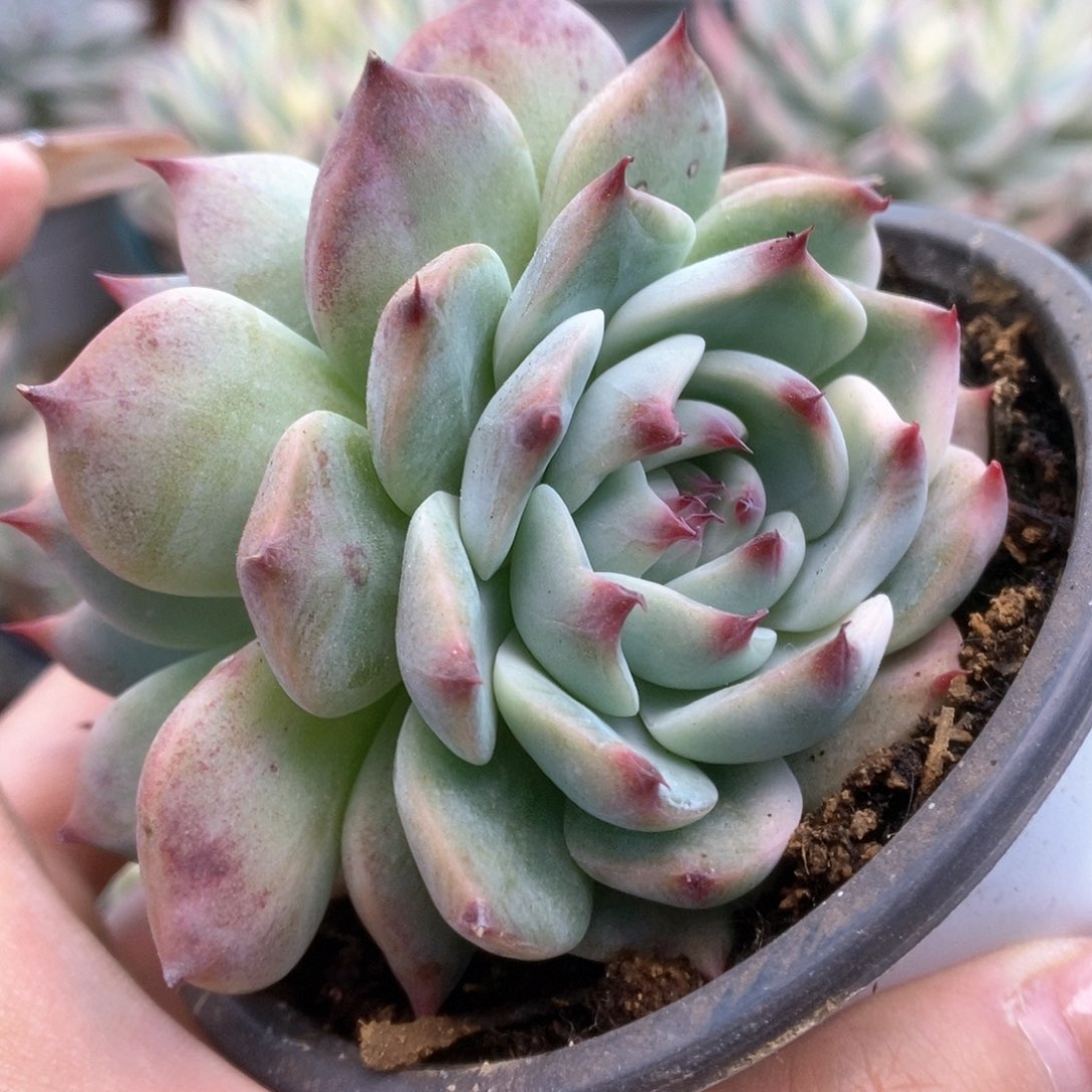 D113双头带锦锦锦锦锦