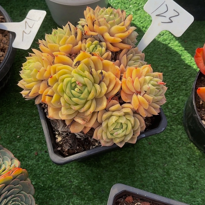 木***贝丽娟花卉秀水多头