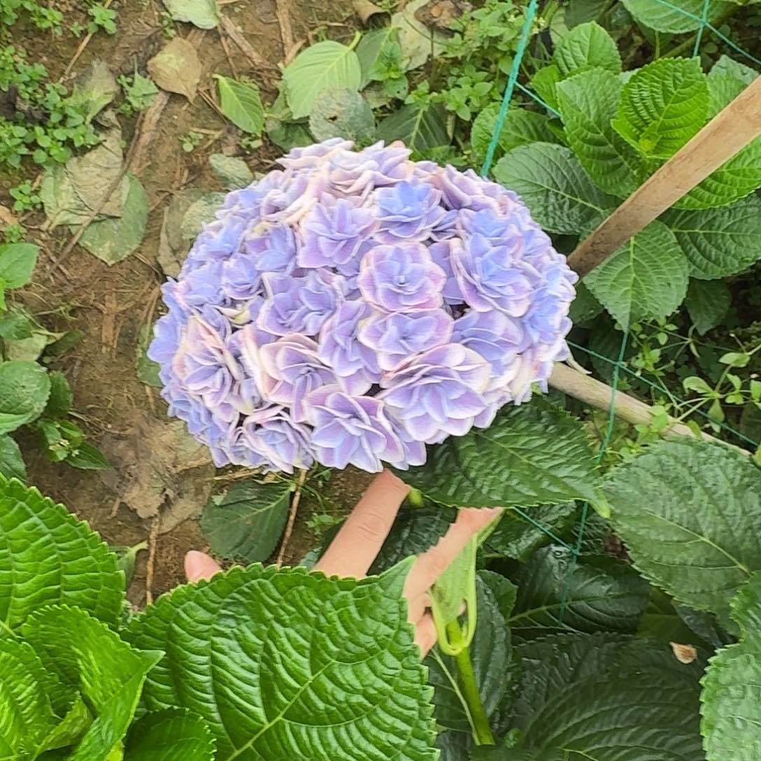 4 号！3支起顺丰空运包邮