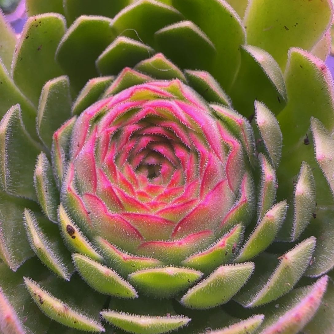 伊人捧花133534246768676868686