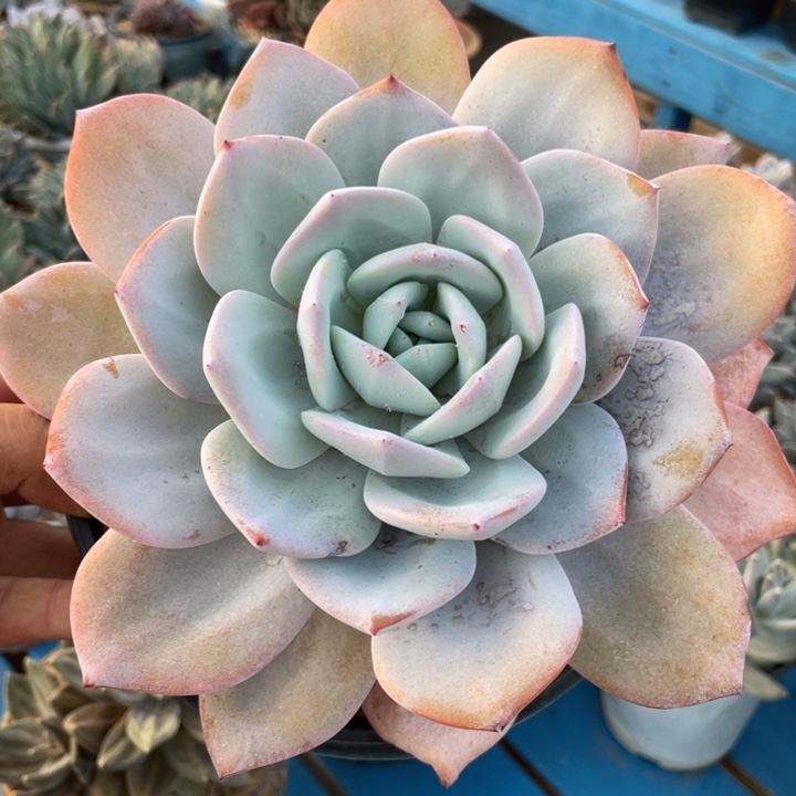 韩版奶茶，瑕疵福利，粗腿