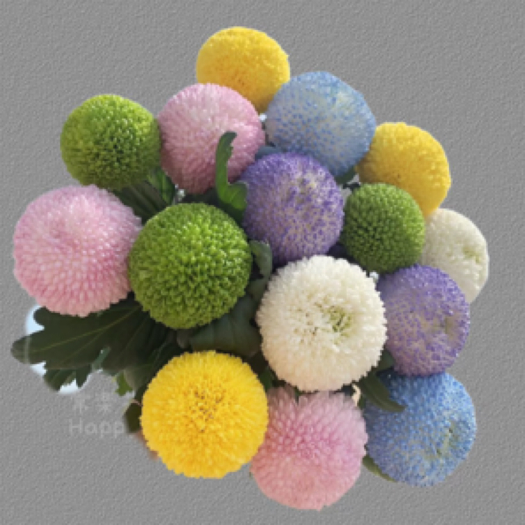 【乒乓菊】超长待机王/可发新疆西藏北方/乡镇可达