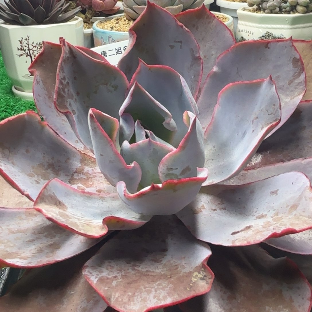 唐二姐多肉编号202