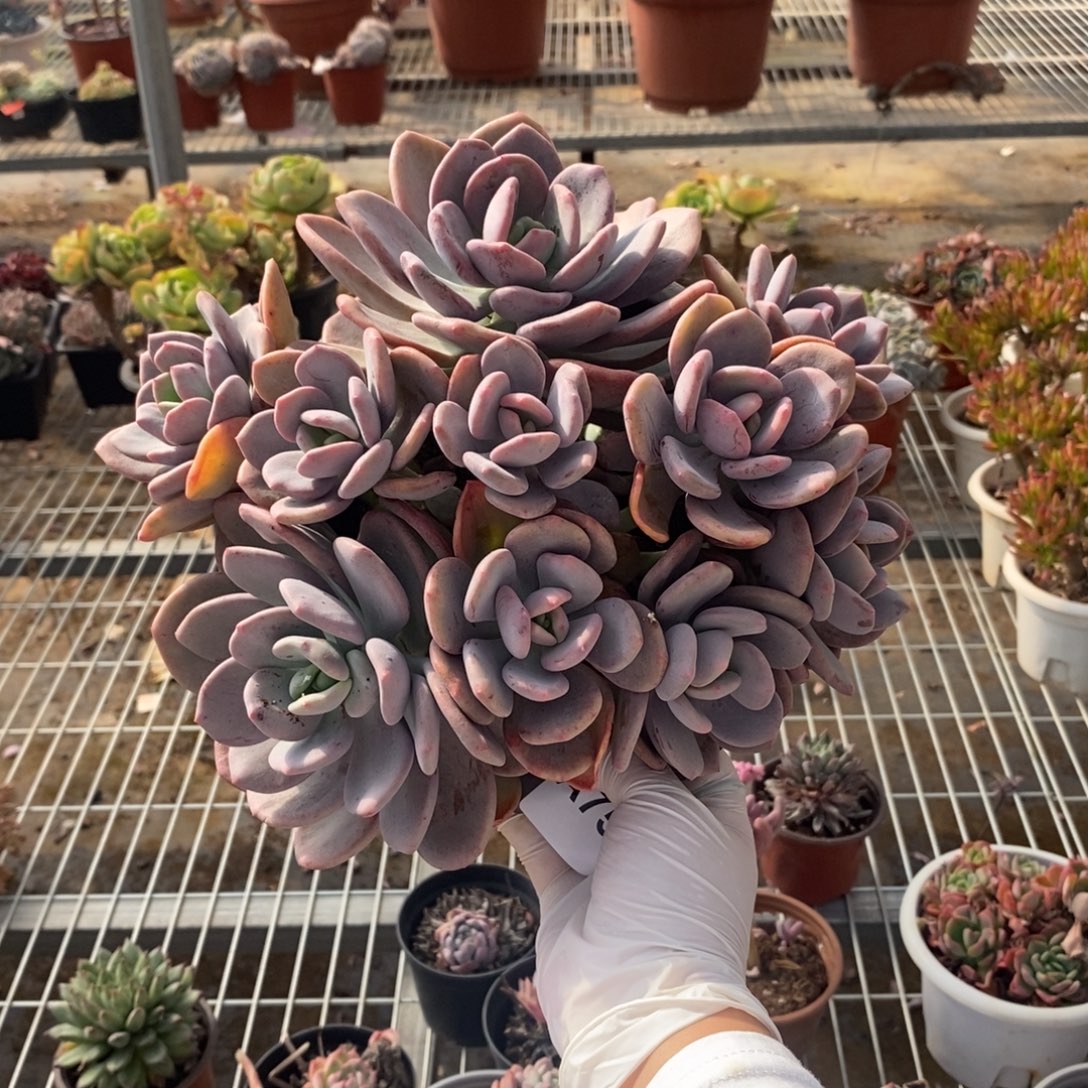 759貂蝉多头一物一拍