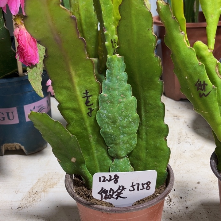 当前无花栽培后可以开花?****?土包子