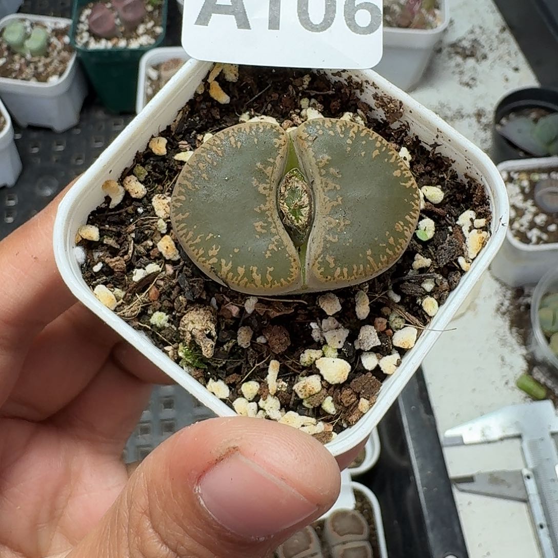 105多肉植物多肉植物