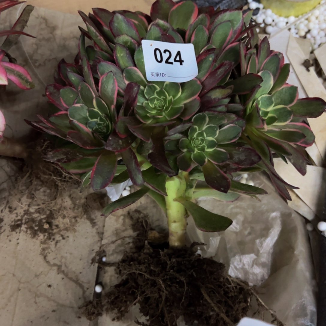 024粉花妖多肉植物