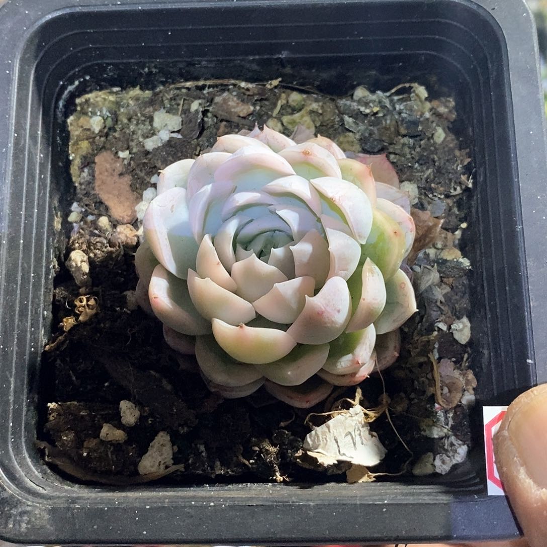 A862多肉墨西哥雪球锦