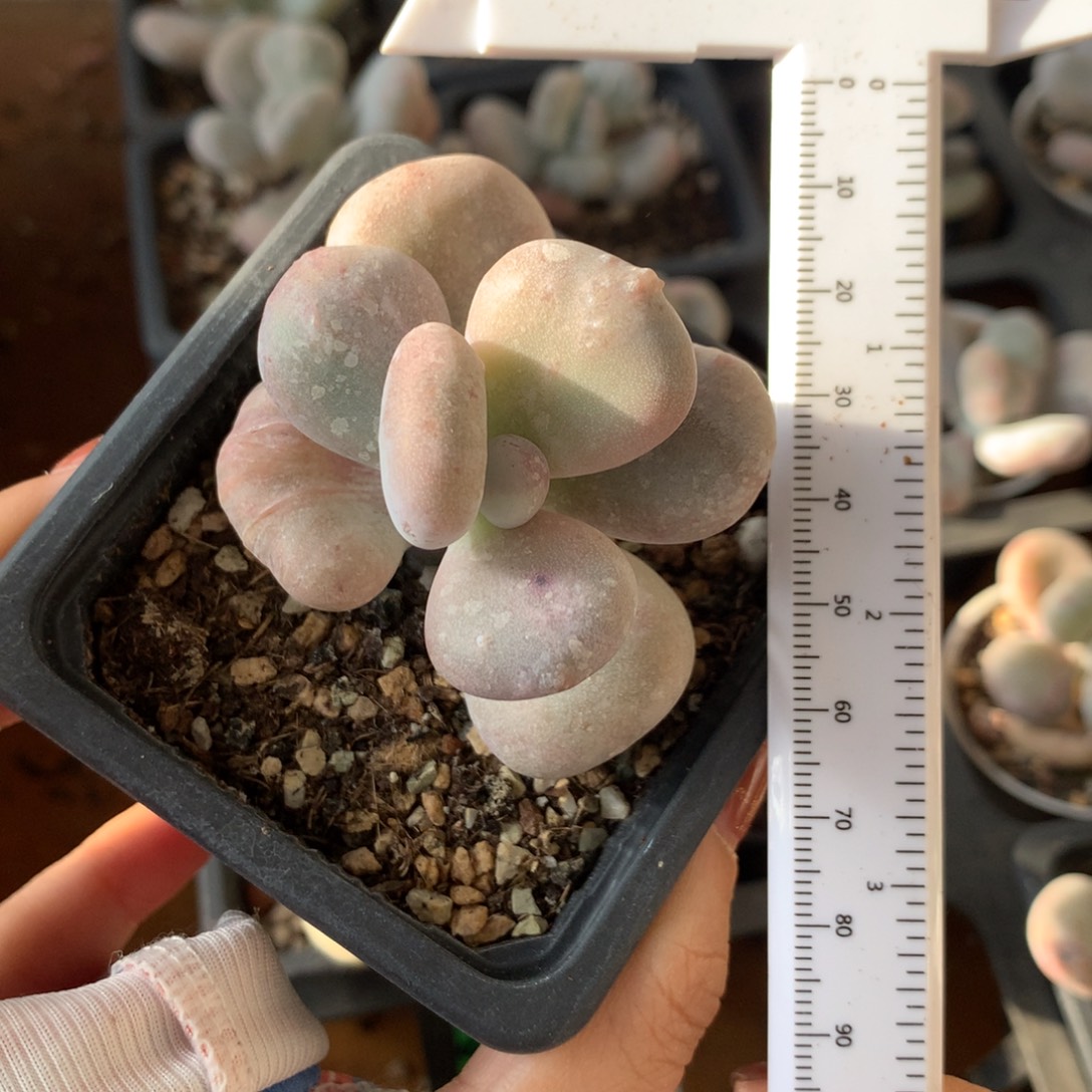 T***c油煎奶酪韩国黄油默认有砍