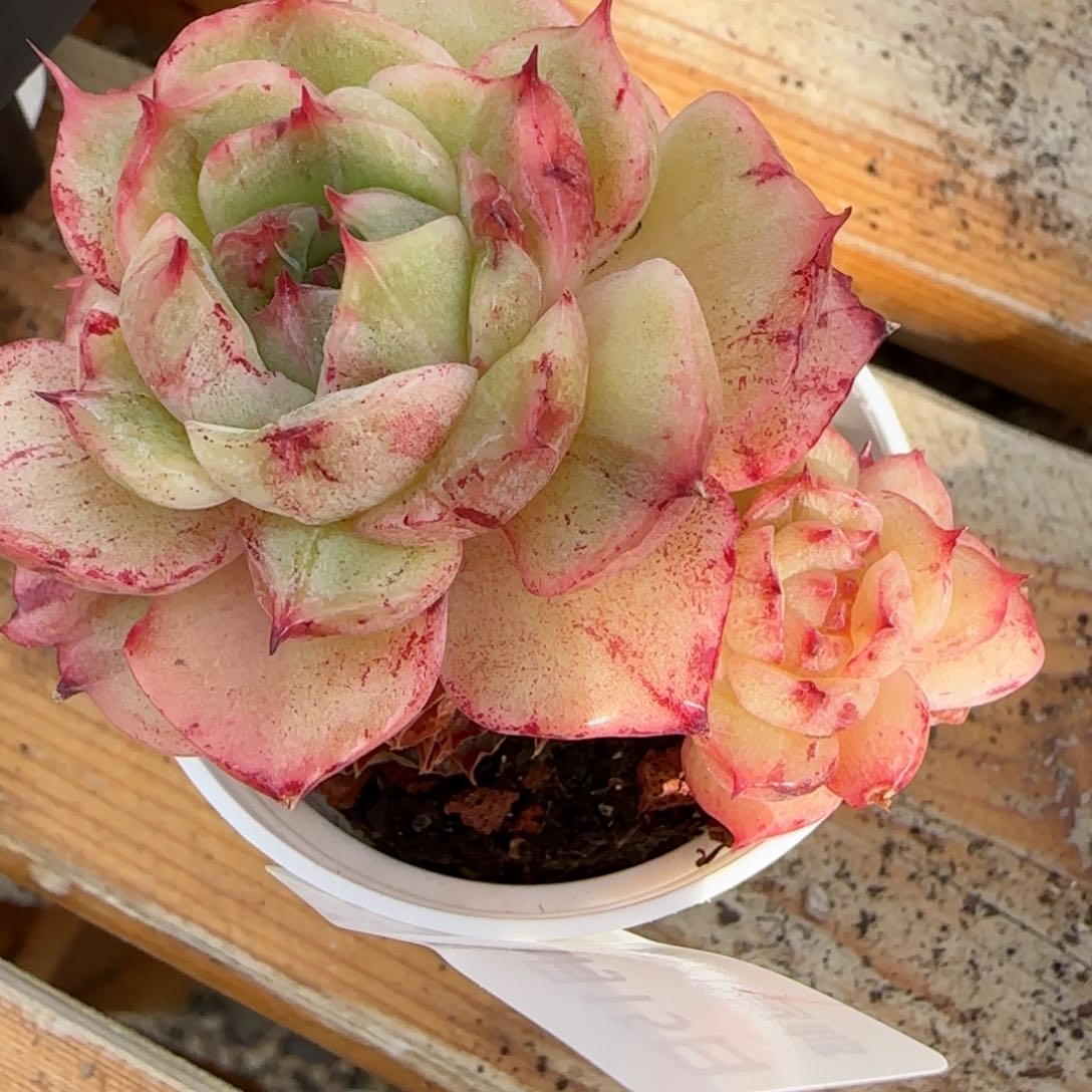 a**a花语逸境0215-62