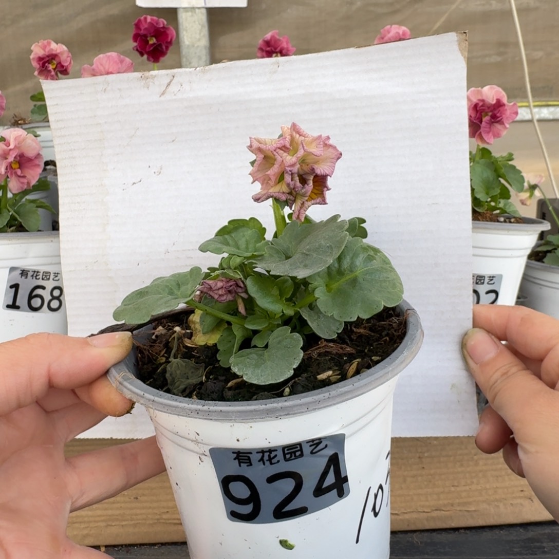 无花朵924号角堇