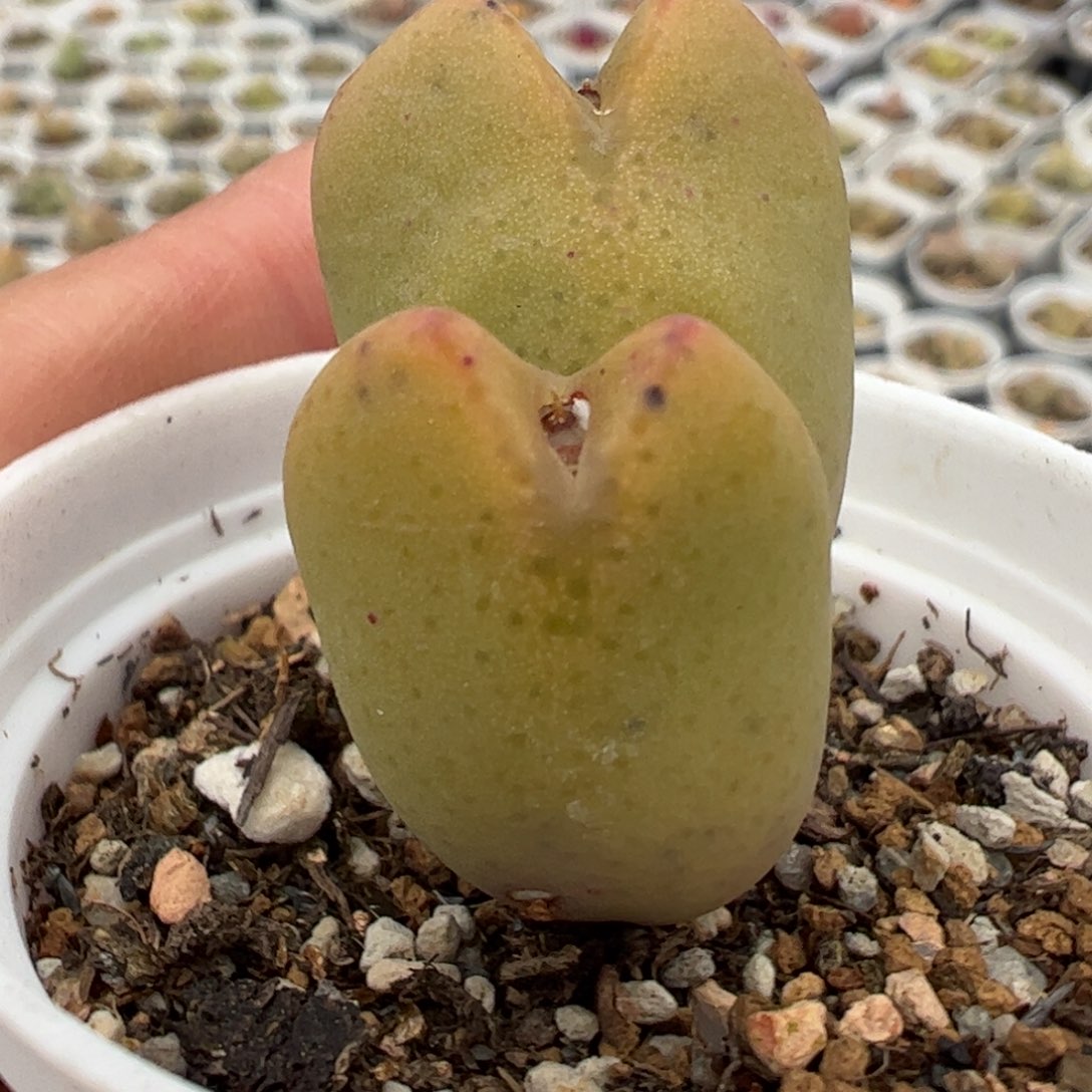 多肉植物百科325