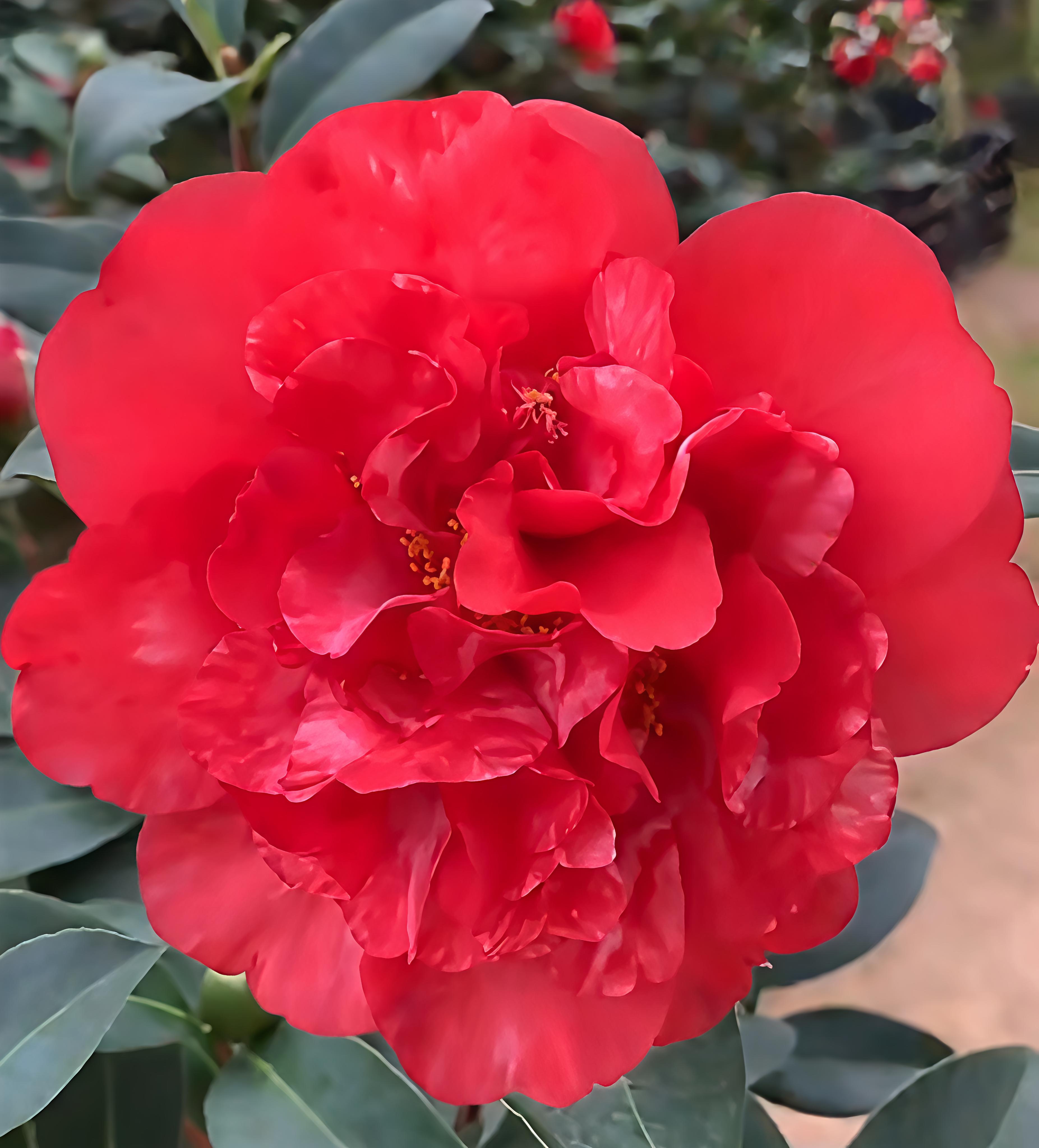 四季茶精致山茶花盆栽带花苞室内外种植耐寒易活植物