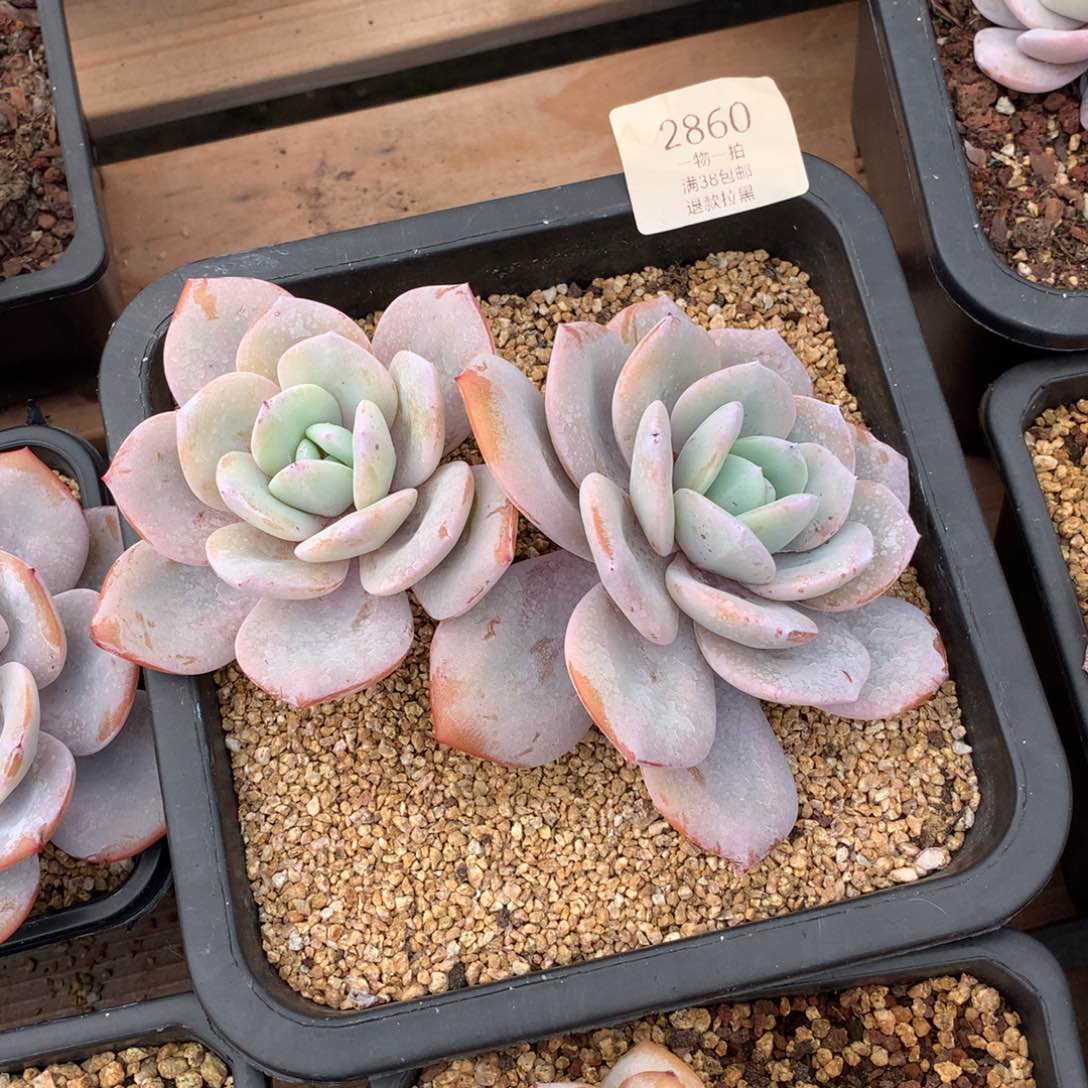 17厘米双头老桩奶茶2860