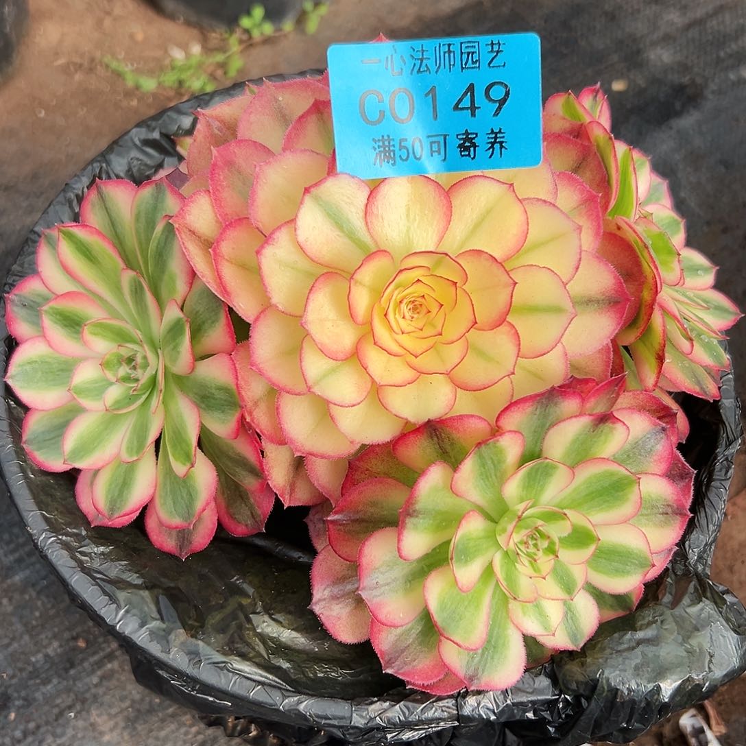 多肉植物0149荔枝