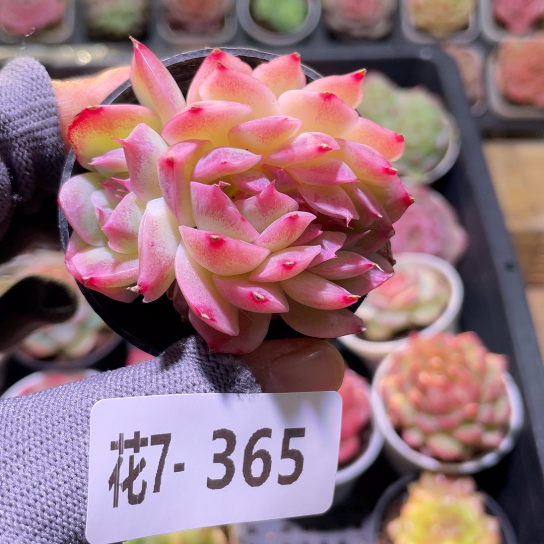 花利美7-365新品缀化