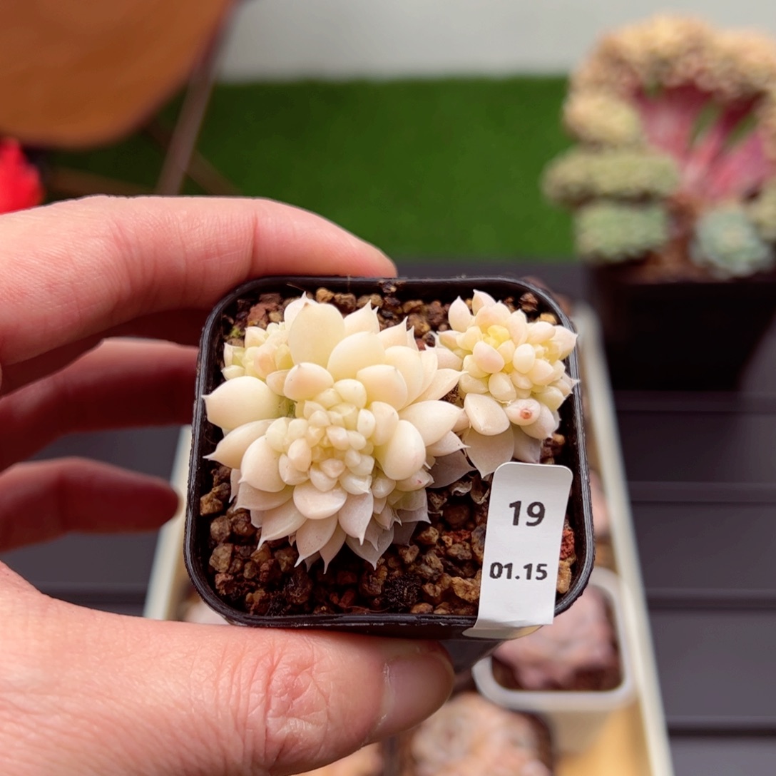 宝石19、哈哈哈哈