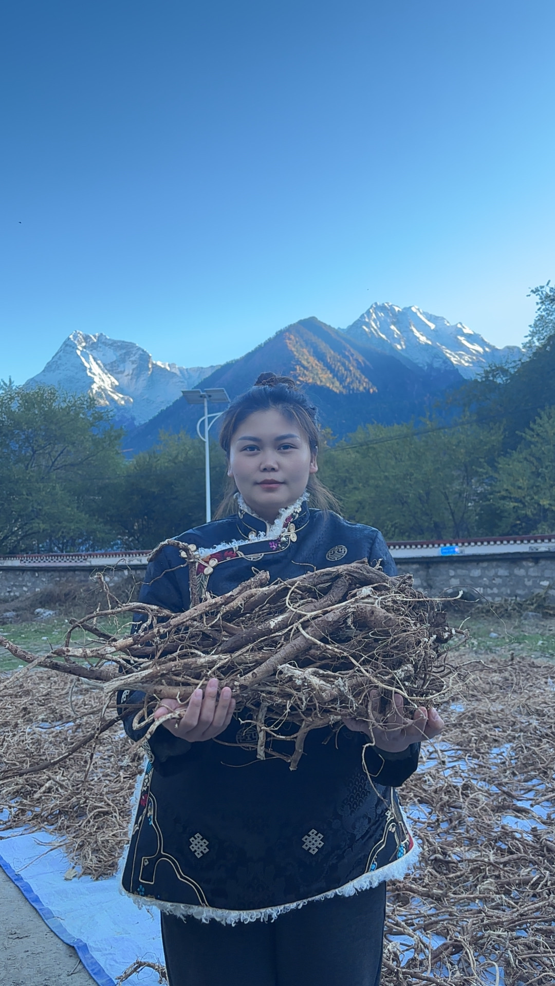 小夏甄选西藏/西藏新鲜藏黄芪煲汤佳品适合家庭烹饪养生滋补